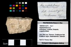 Foto (Objekt + Etikett) von Abyssophthalmus sp.  (NHMW-GEO-1990-0041-3279)